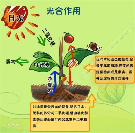 不能行光合作用的植物|科学美图 